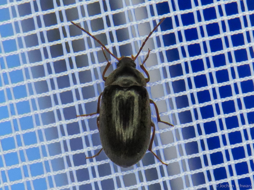 Hymenalia rufipes - rőtlábú alkonybogár