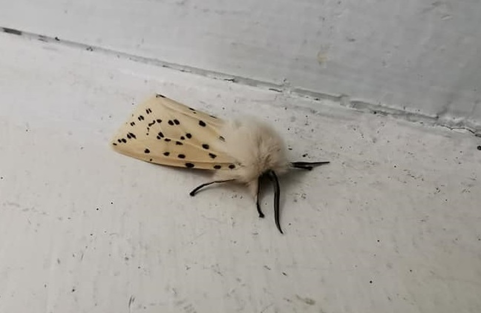 Spilosoma lubricipedum - tejszínű medvelepke