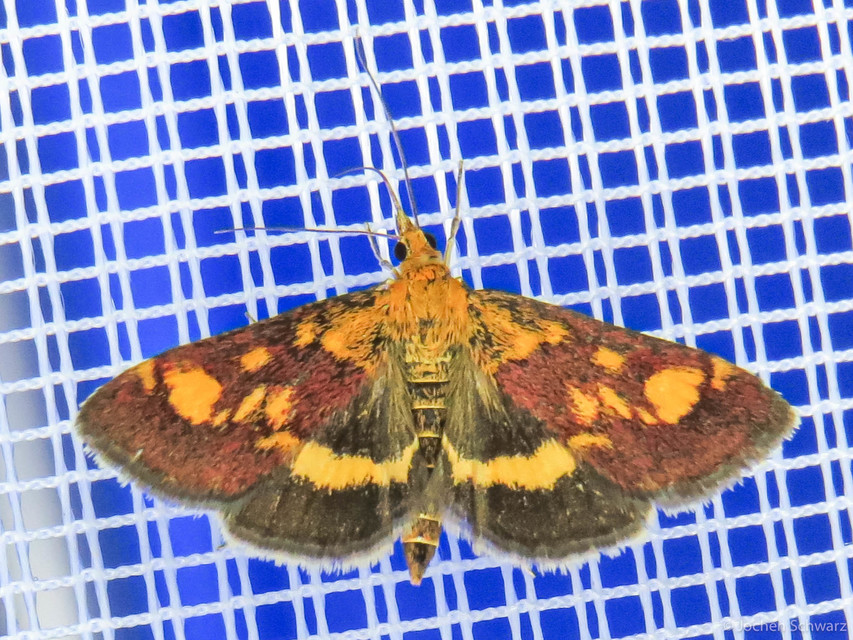 Pyrausta aurata - aranyló bíbormoly