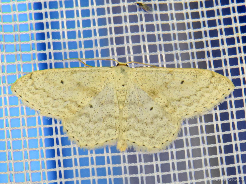 Scopula incanata - hamvas sávosaraszoló