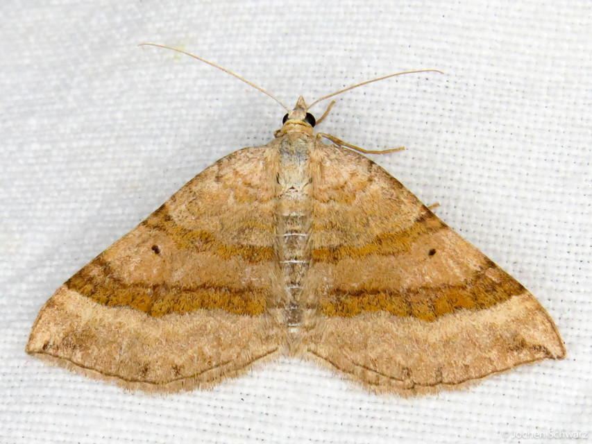 Scotopteryx chenopodiata - libatop-araszoló