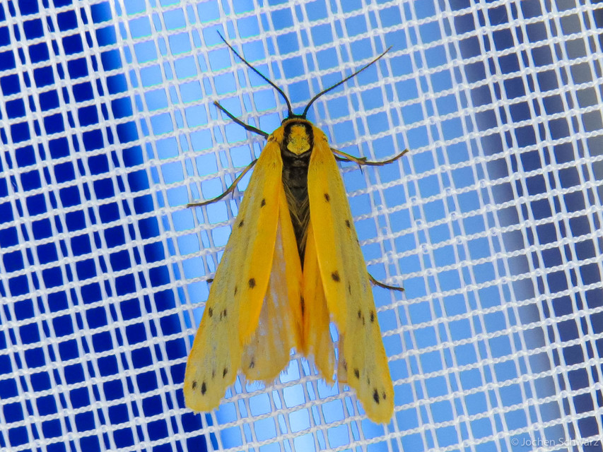 Setina irrorella - nagy molyszövő
