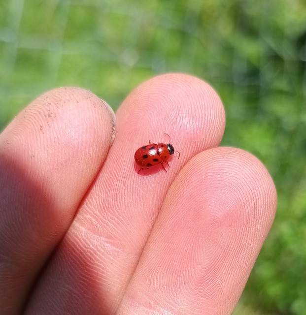 Gonioctena fornicata - közönséges lucernabogár