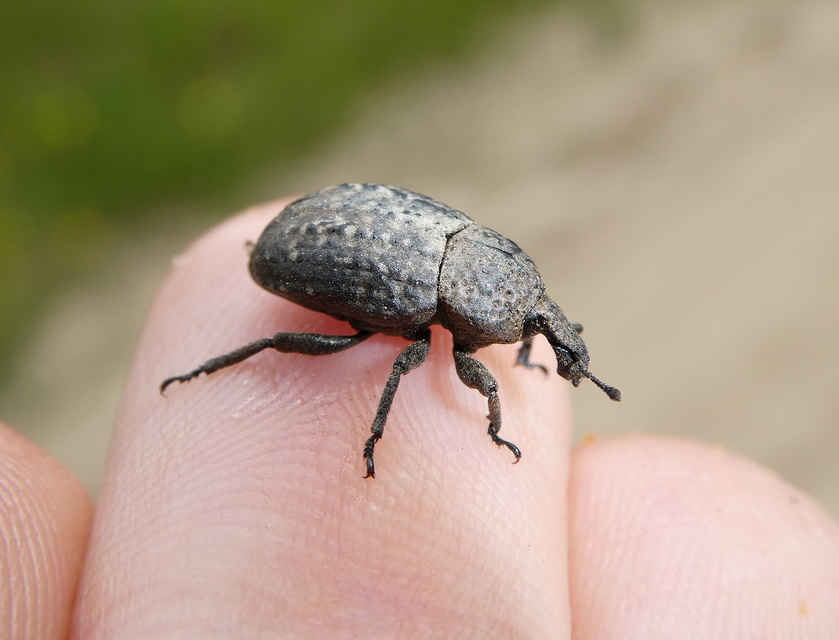 Minyops variolosus - nyugati bordásormányos