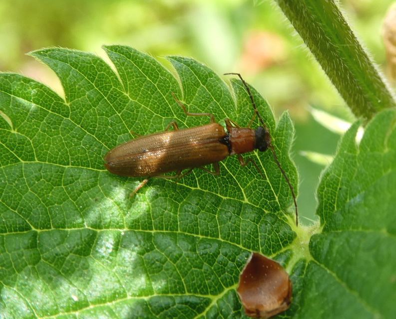 Denticollis linearis - dülledtszemű pattanó