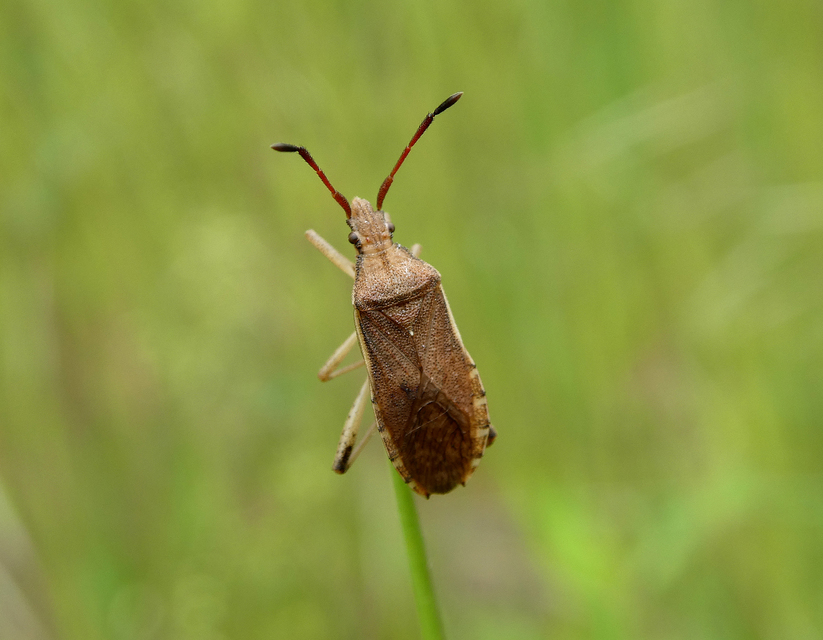 Ceraleptus lividus