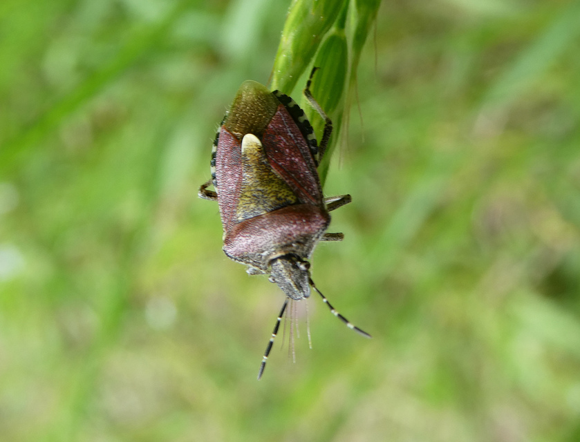 Dolycoris baccarum - közönséges bogyómászó-poloska Dolycoris baccarum - közönséges bogyómászó-poloska