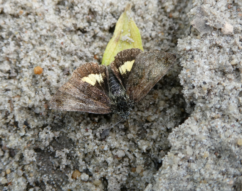 Panemeria tenebrata - apró sárgabagoly
