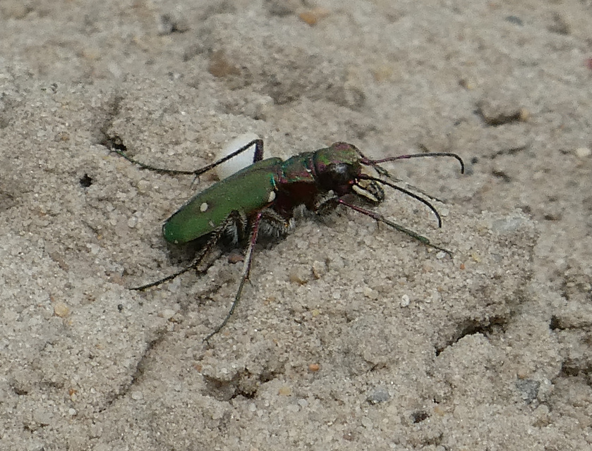 Cicindela campestris - mezei homokfutrinka