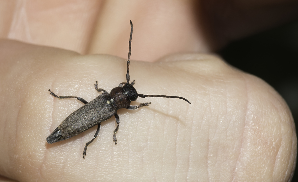 Phytoecia scutellata - sarlófűcincér