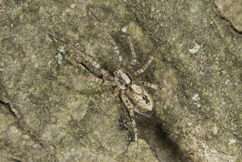 Anyphaena accentuata - jegyespók