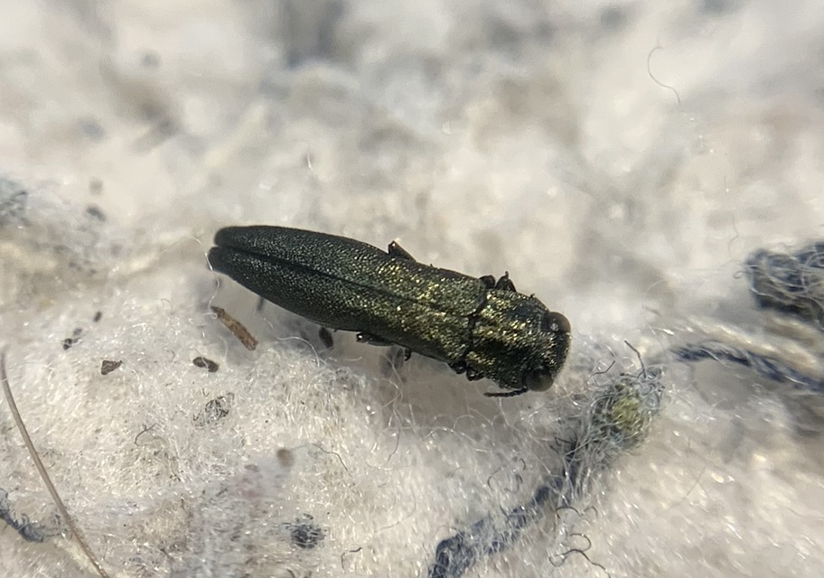 Agrilus angustulus - közönséges karcsúdíszbogár