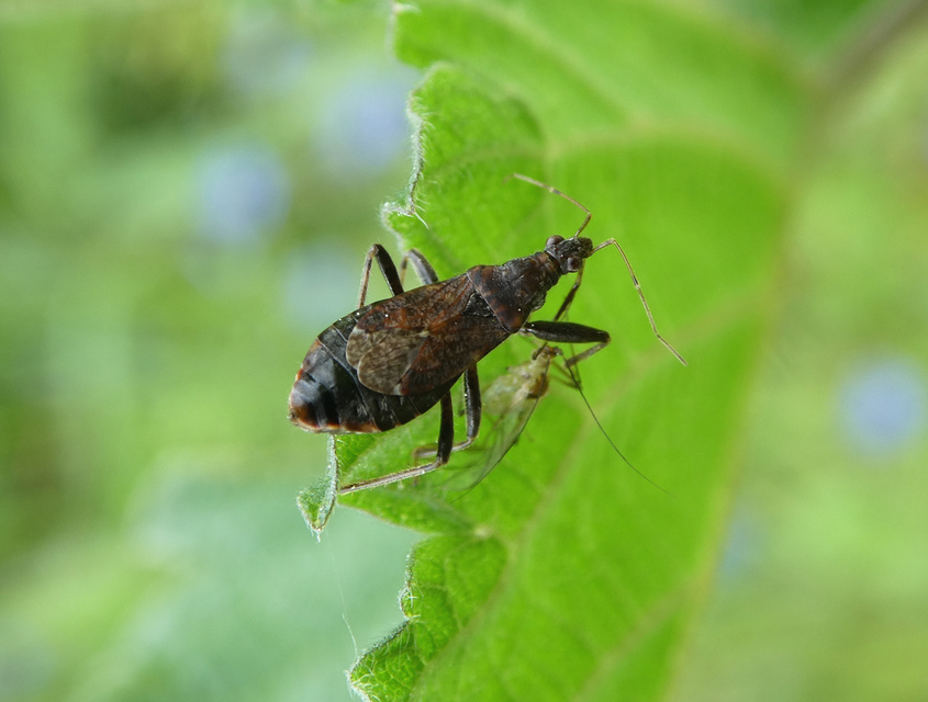 Himacerus mirmicoides - csalán-tolvajpoloska