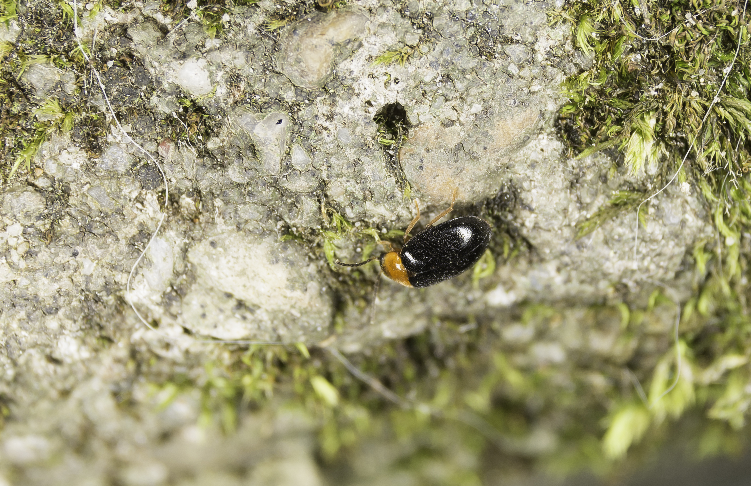 Flavohelodes flavicollis - sárganyakú rétbogár