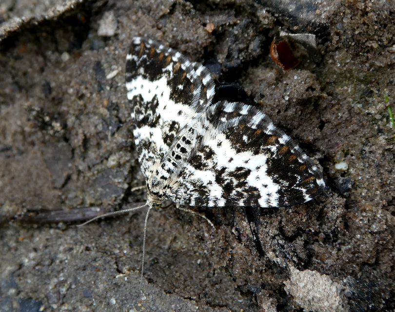 Epirrhoe tristata - gyászos tarkaaraszoló
