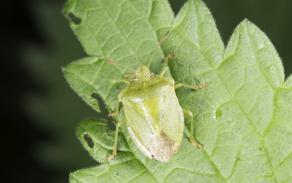 Palomena prasina - zöld bogyómászó-poloska Palomena prasina - zöld bogyómászó-poloska