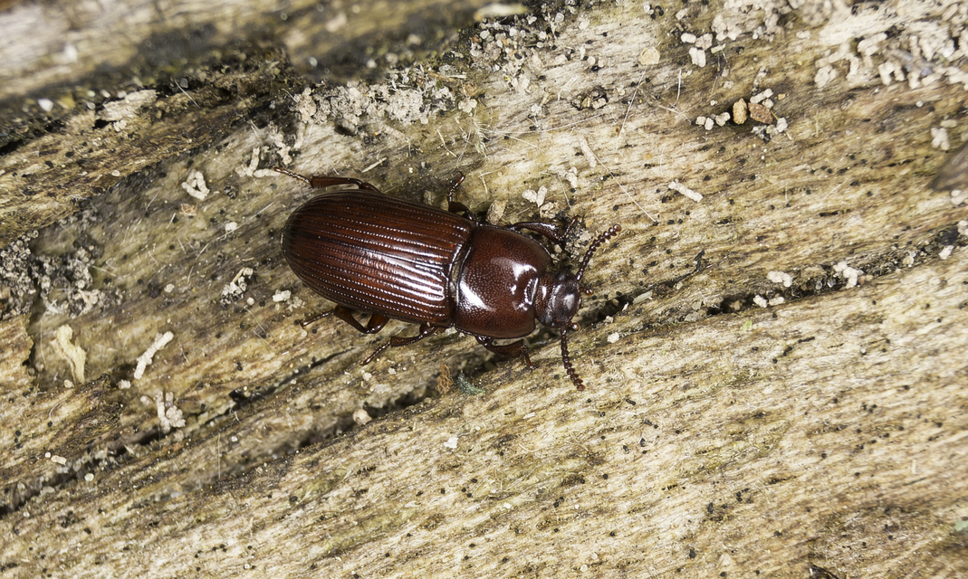 Uloma culinaris - nagy rágványbogár