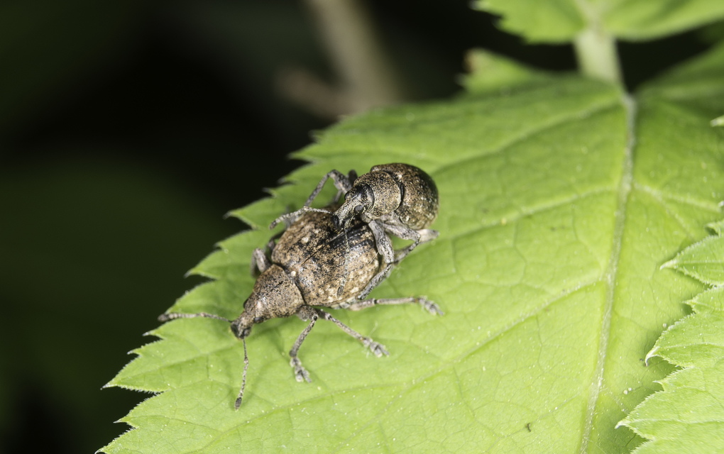 Liophloeus