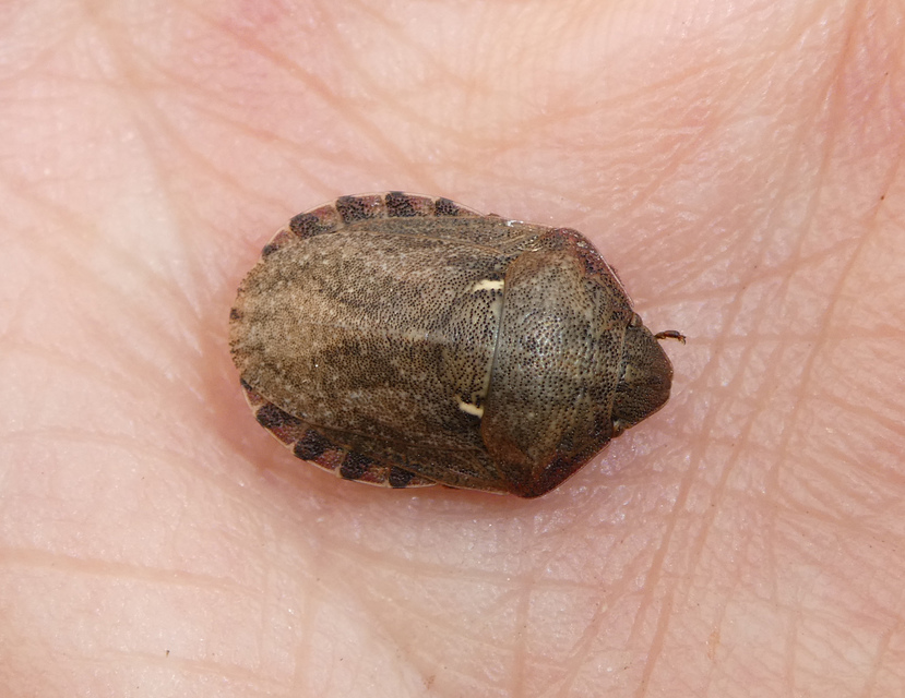Eurygaster Eurygaster
