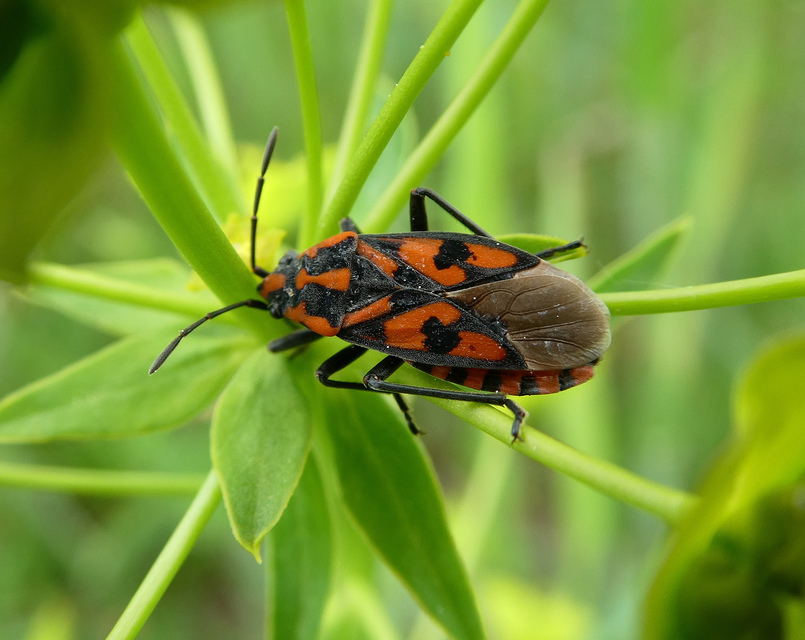 Spilostethus saxatilis - virágbodobács