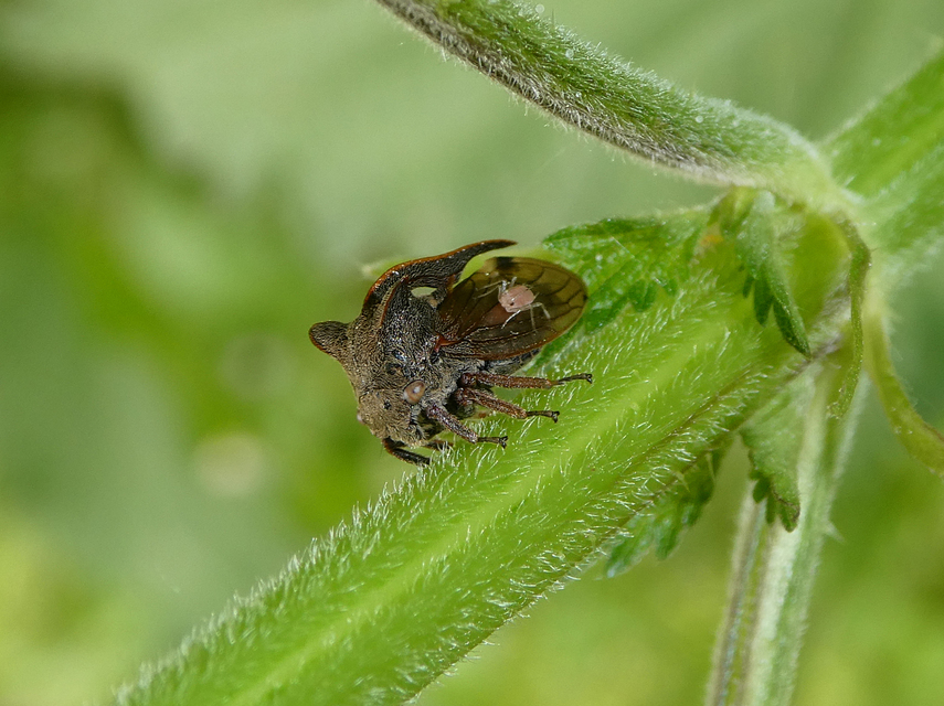 Centrotus cornutus - szarvaskabóca