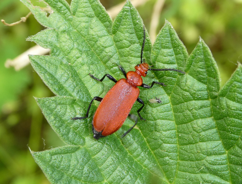 Pyrochroa serraticornis - közép-bíborbogár