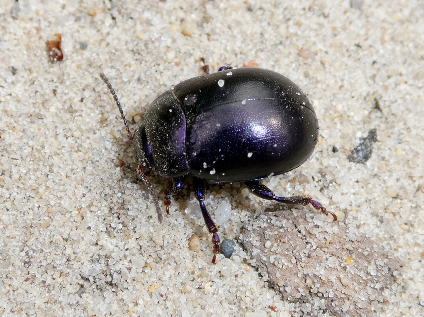 Chrysolina sturmi - vöröslábú levelész