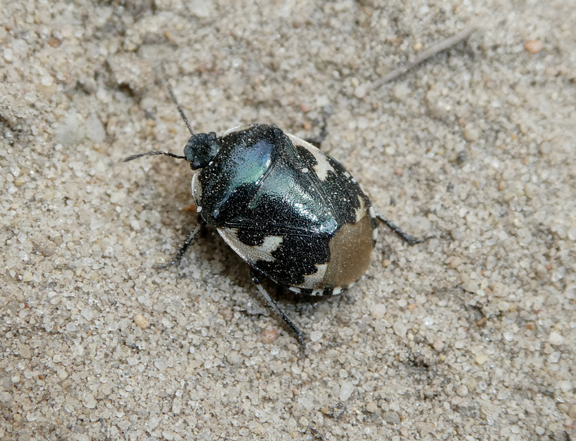 Tritomegas bicolor - foltos földipoloska