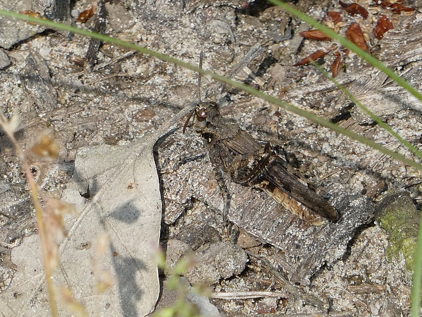 Acrotylus insubricus - önbeásósáska