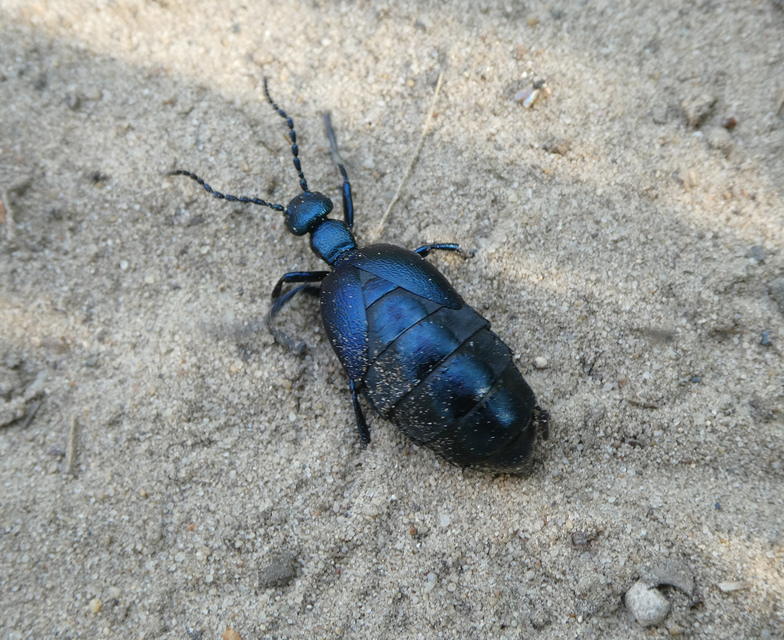 Meloe violaceus - kék nünüke