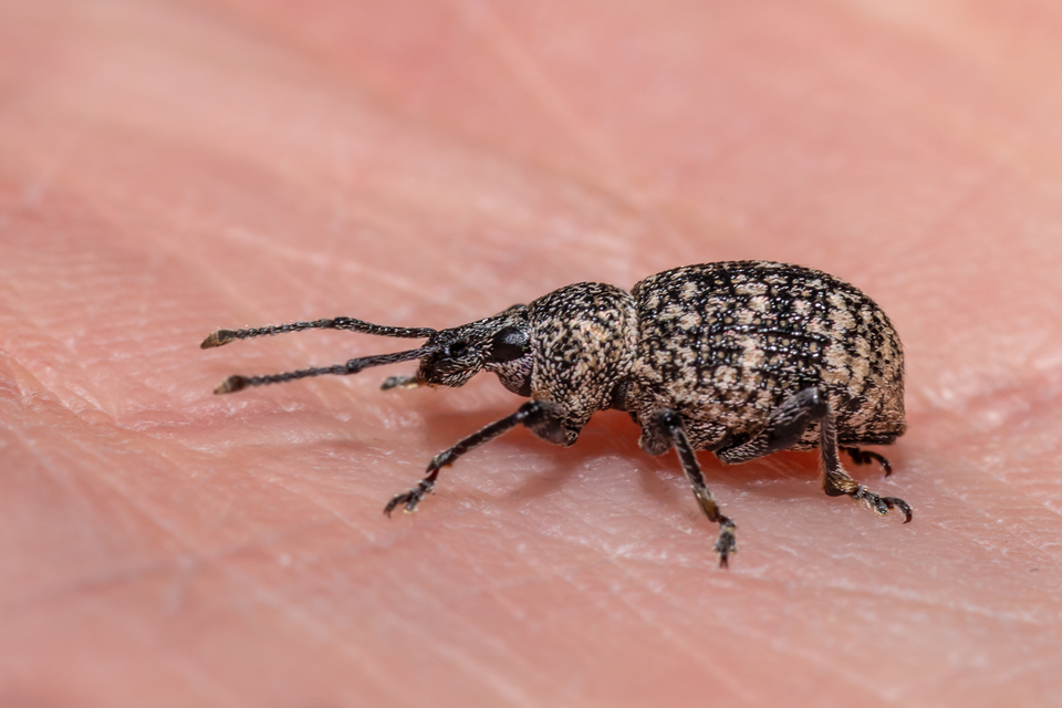 Otiorhynchus chrysostictus - hintett gyalogormányos