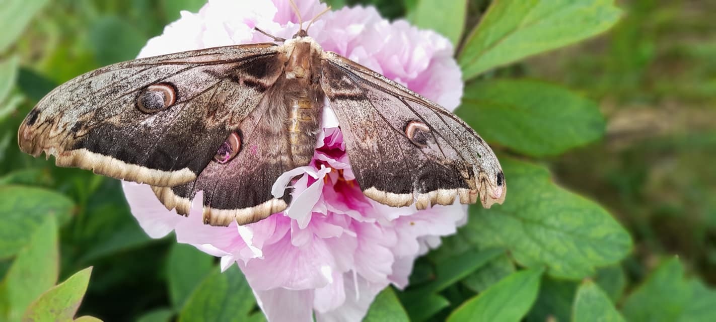 Saturnia pyri - nagy pávaszem