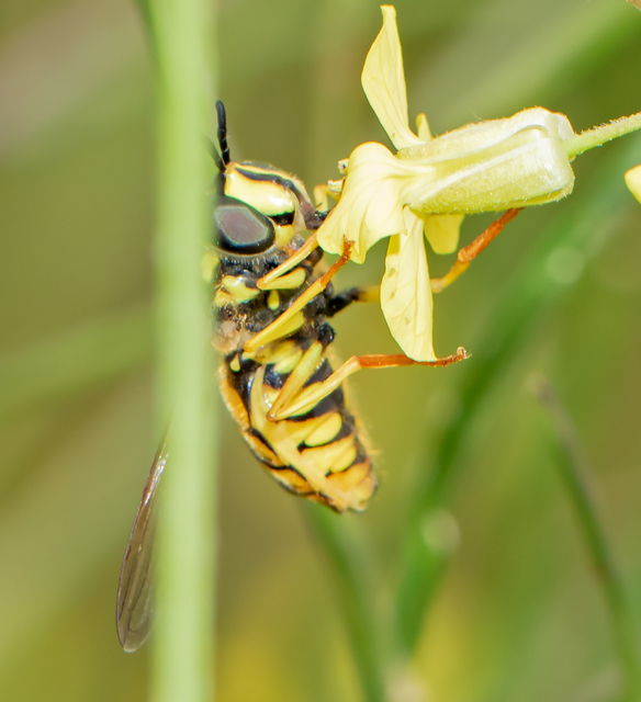 Chrysotoxum