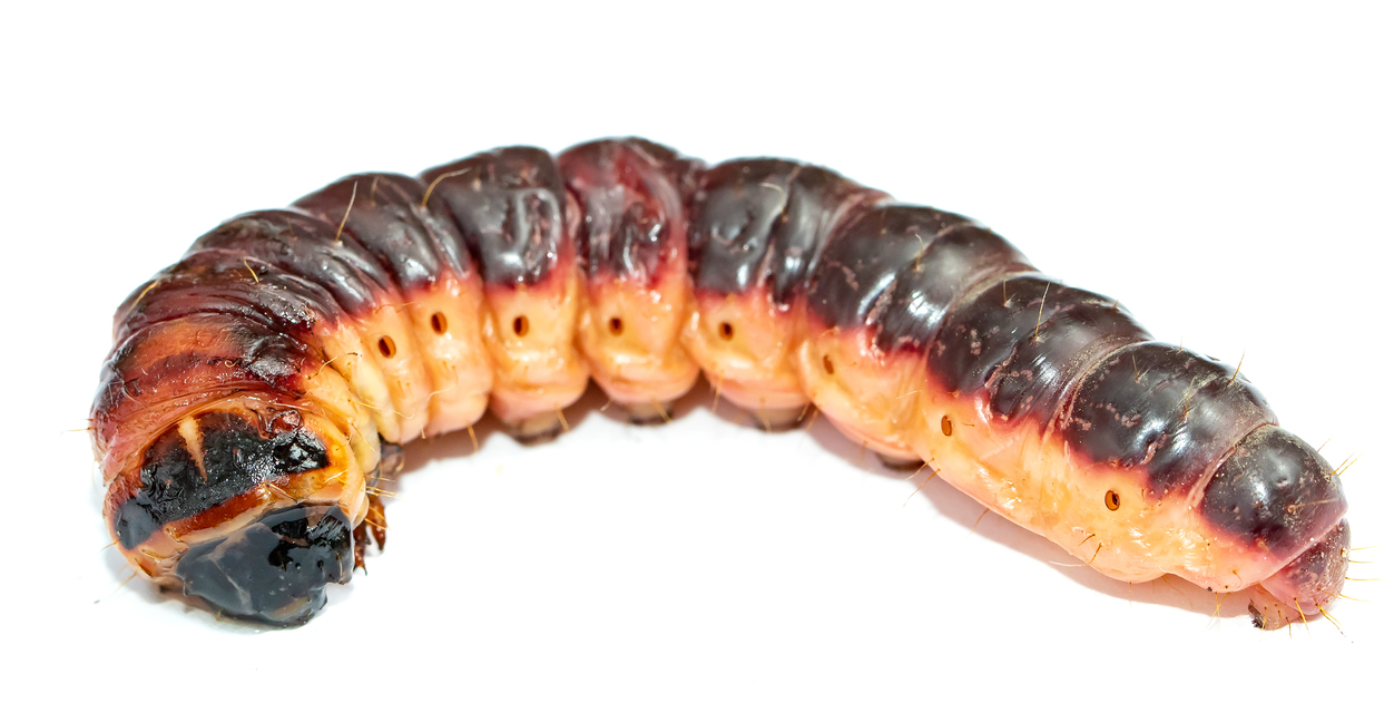 Cossus cossus - fűzfarontólepke