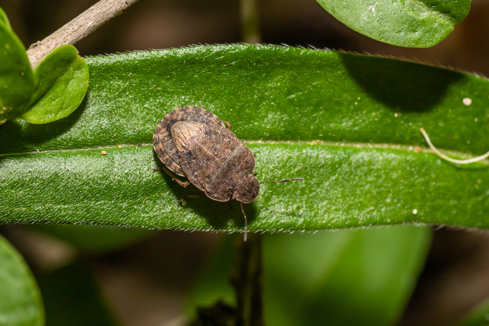 Sciocoris Sciocoris