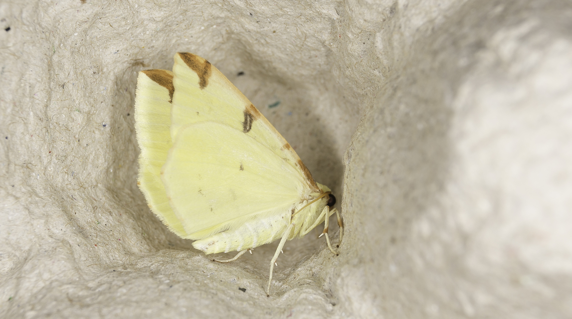 Opisthograptis luteolata - citromsárga araszoló