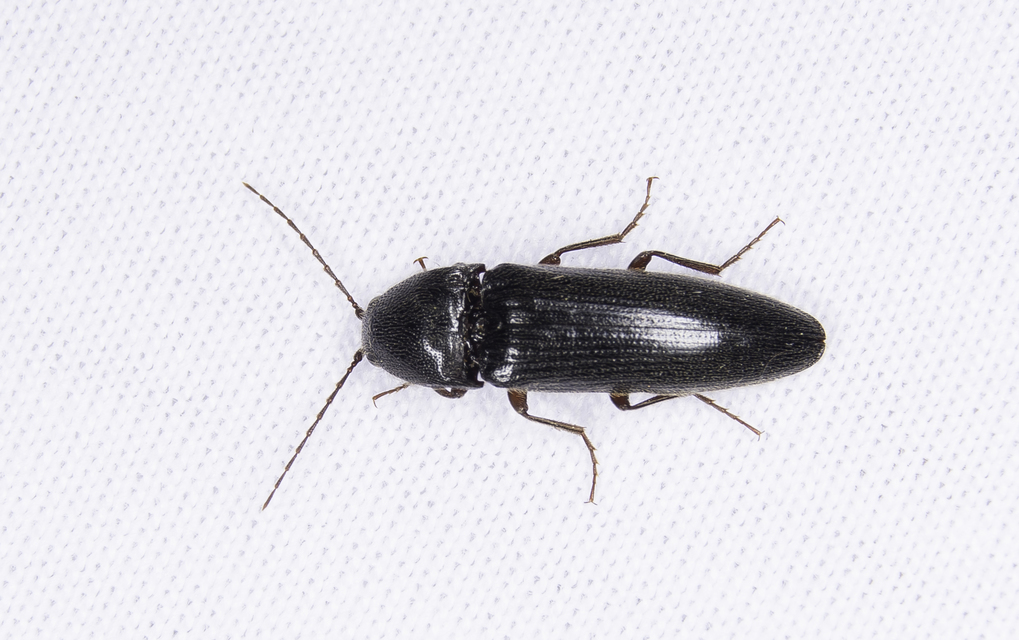 Melanotus