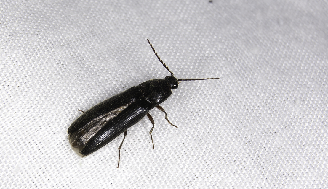 Melanotus