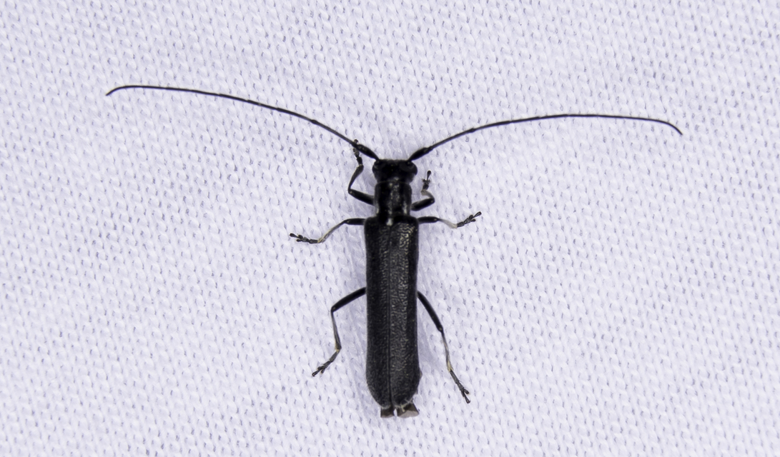 Stenostola dubia - fémes hársfacincér