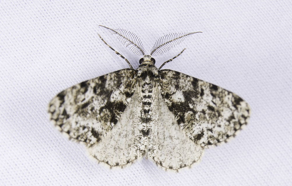 Fagivorina arenaria - bükkfaaraszoló