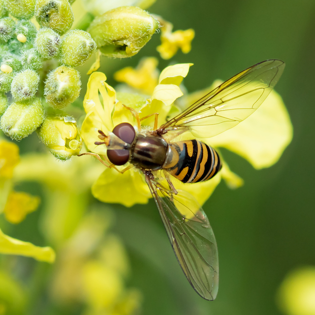 Episyrphus balteatus - ékfoltos zengőlégy