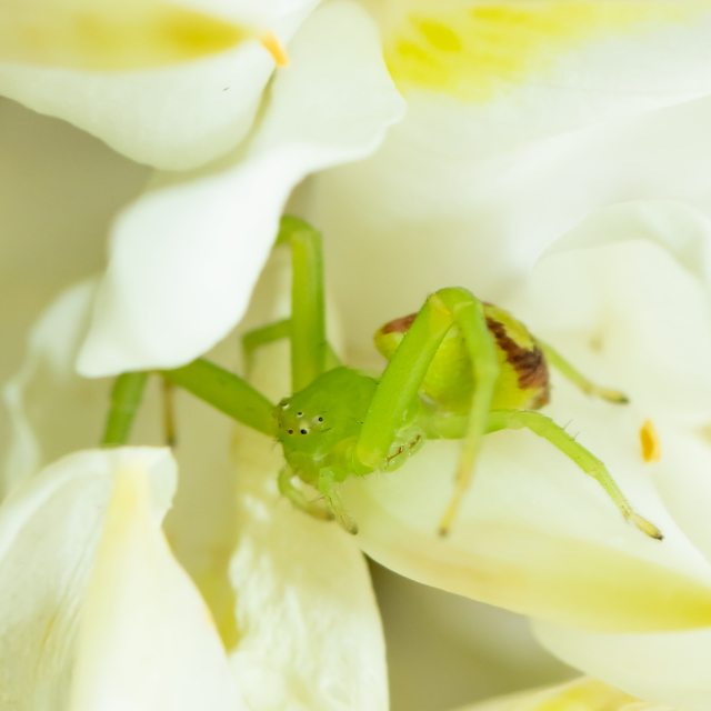 Ebrechtella tricuspidata - alakoskodó karolópók