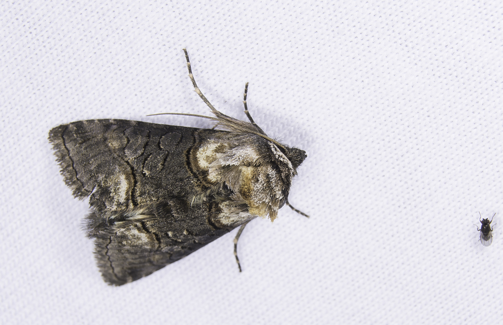 Abrostola asclepiadis - barnaövű csalánbagoly