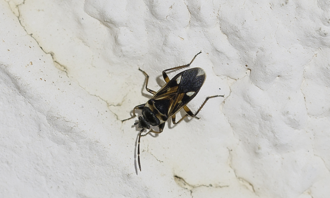 Raglius alboacuminatus - tarka díszesbodobács