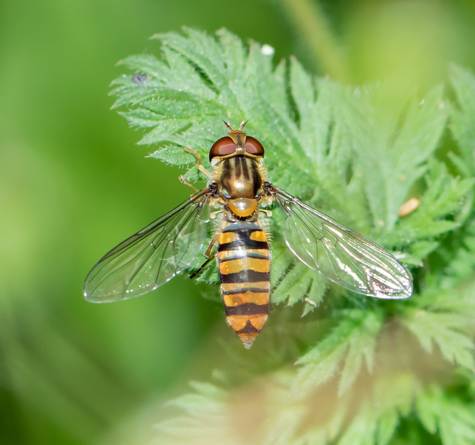 Episyrphus balteatus - ékfoltos zengőlégy