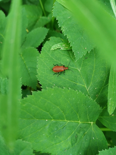 Pyrochroa serraticornis - közép-bíborbogár