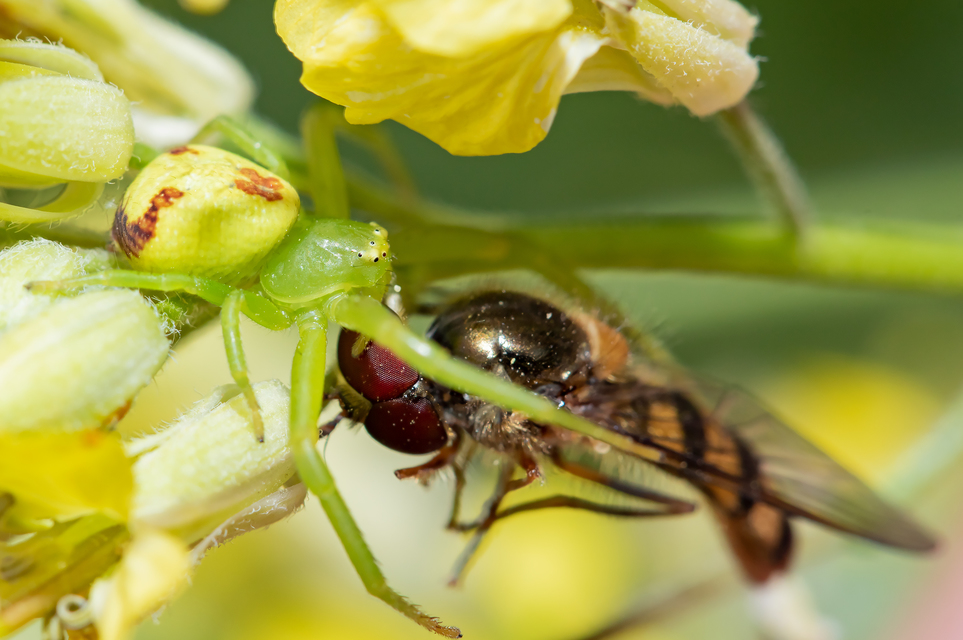 Ebrechtella tricuspidata - alakoskodó karolópók