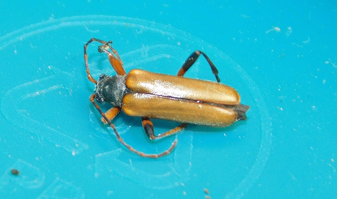 Cortodera humeralis - négyfoltos cserjecincér