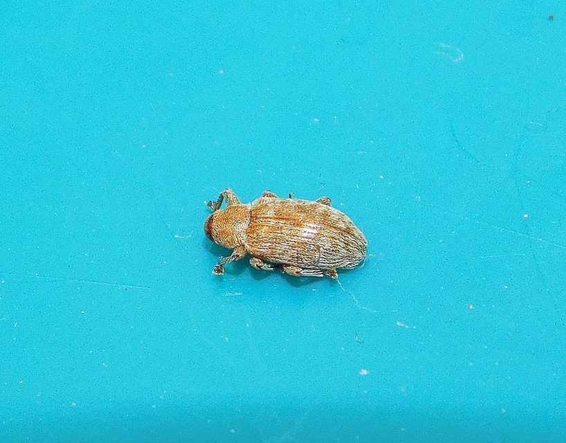 Dorytomus villosulus - sárgás hangormányos