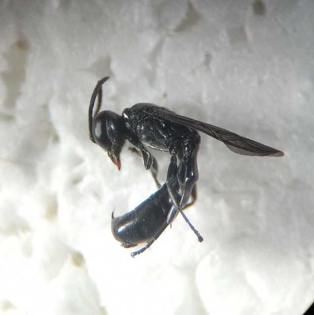 Trypoxylon minus